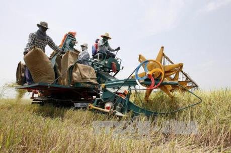 Thái Lan hỗ trợ nông dân trồng lúa