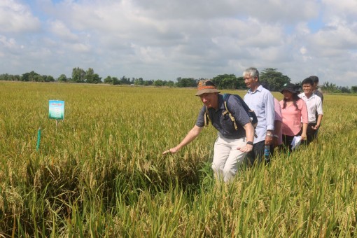 Khuyến khích gieo cấy lúa bằng máy