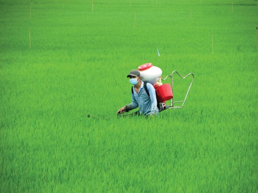 Vĩnh Thạnh -

Tập trung bảo vệ lúa thu đông