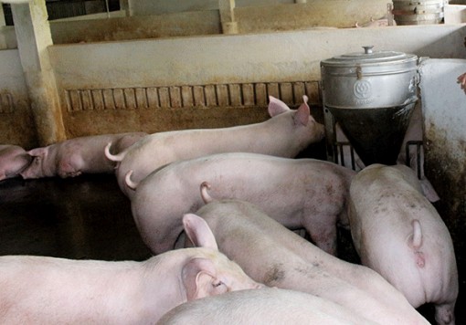 Đàn heo bị tiêu hủy do bệnh dịch tả heo châu Phi sẽ được hỗ trợ tương đương 91,7 tỉ đồng