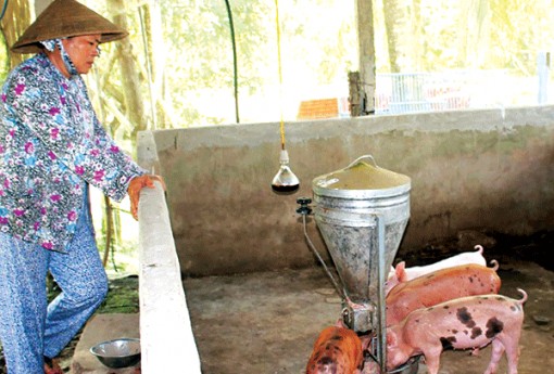 Giá heo hơi tăng nhưng vẫn còn ở mức thấp