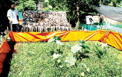 Giá lươn tăng cao