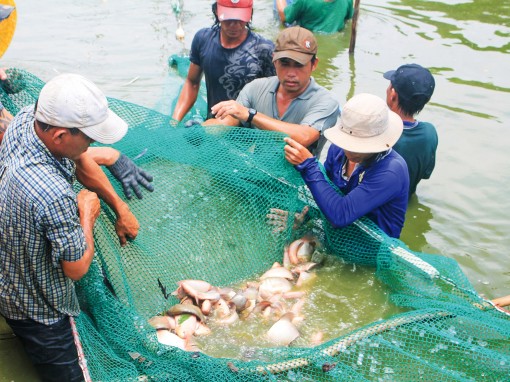 Phát triển đa dạng, mở rộng diện tích nuôi thủy sản