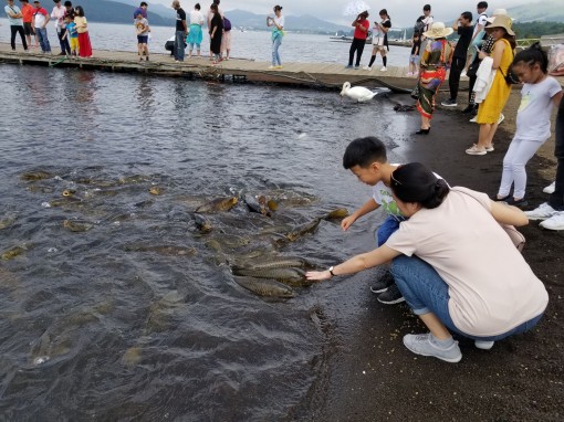 Khám phá “Đất nước mặt trời mọc”: Sờ cá chép và chinh phục “nóc nhà” Nhật Bản