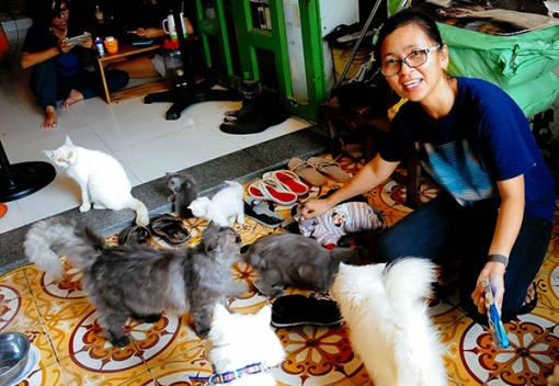 Bộ sưu tập mèo cảnh độc, lạ