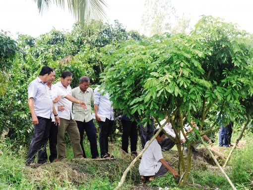 Hỗ trợ nông dân

trồng cây ăn trái