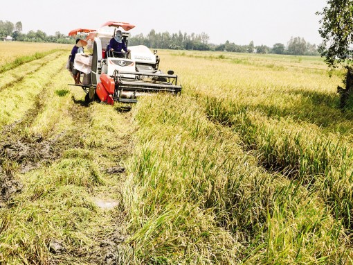Kịp thời thu hoạch lúa thu đông