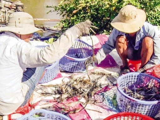 Hiệu quả từ mô hình con tôm “ôm” cây lúa, cây khóm