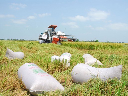 Thay đổi chiến lược đầu tư ngành gạo