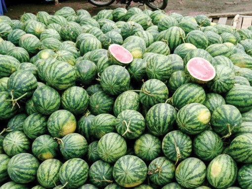 ĐBSCL: Trái cây sụt giảm giá do thị trường Trung Quốc không ổn định