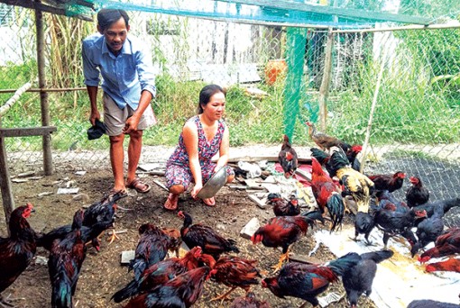 Khuyến cáo chuyển đổi vật nuôi khi chưa hết dịch tả heo châu Phi