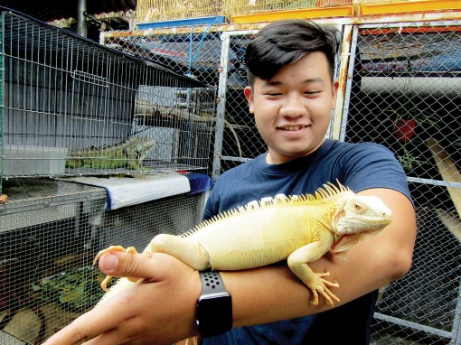 Nuôi rồng Nam Mỹ làm giàu