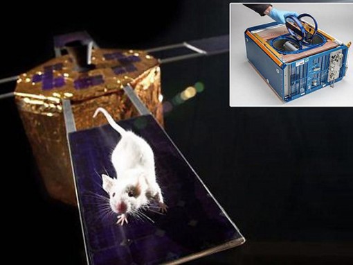 Môi trường ngoài không gian có thể

không ảnh hưởng tới chức năng sinh sản