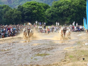 Tưng bừng Lễ hội đua bò Bảy Núi lần thứ 26