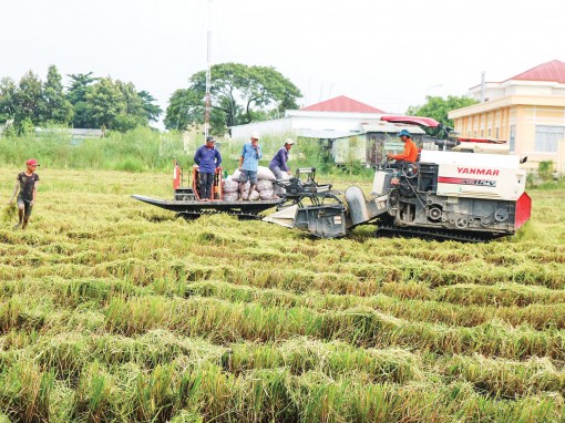 Giá lúa ở mức thấp