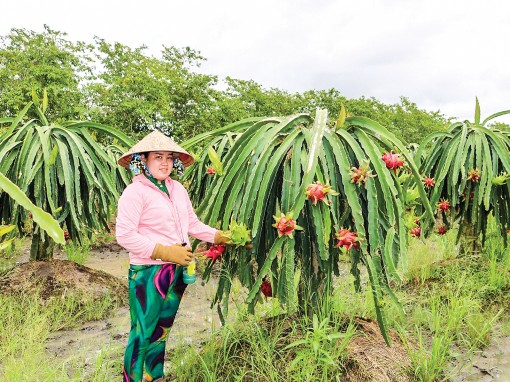 Phát triển trồng thanh long ruột đỏ xuất khẩu ở Trường Xuân B