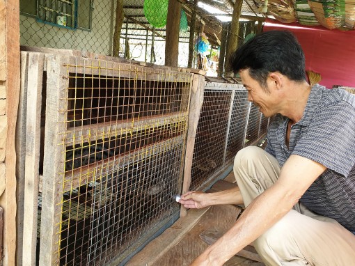 Nuôi chồn hương làm giàu