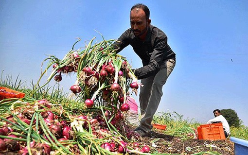 Khi Ấn Ðộ siết chặt xuất khẩu hành tây