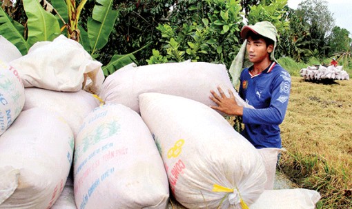 Tái cơ cấu “thúc” sản xuất nông nghiệp phát triển bền vững