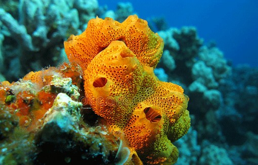 “Vũ khí” mới có thể chữa trị bệnh lao kháng thuốc