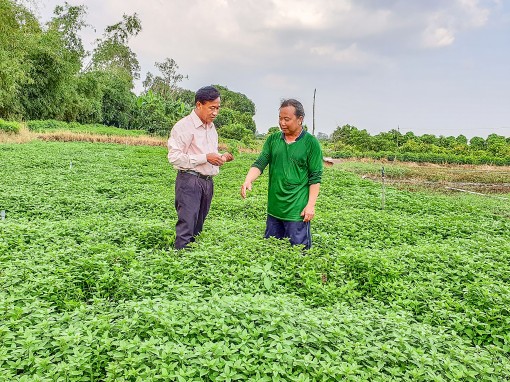 Khấm khá nhờ trồng rau ăn lá