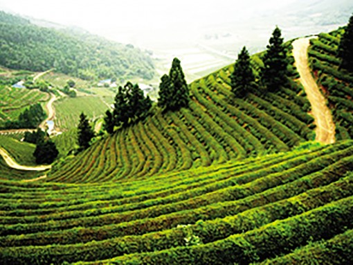 Cần 300 tỉ USD để làm chậm quá trình

nóng lên của Trái Đất