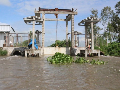 Đảm bảo sản xuất nông nghiệp an toàn khi triều cường, nước thượng nguồn

đổ về ở Vĩnh Thạnh