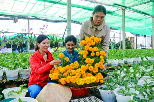 Bình Thủy đề xuất hỗ trợ phát triển làng hoa Phó Thọ - Bà Bộ