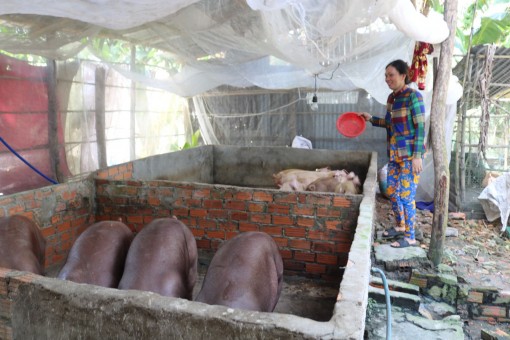 Cần hỗ trợ người chăn nuôi heo tái đàn