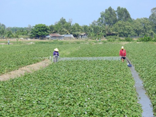 Tín hiệu vui từ “vương quốc” khoai lang ở miền Tây