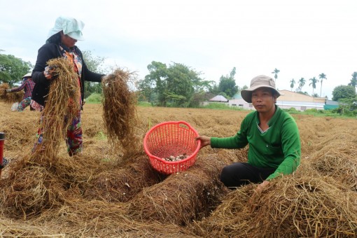 Để phế phẩm nông nghiệp phát huy giá trị kinh tế