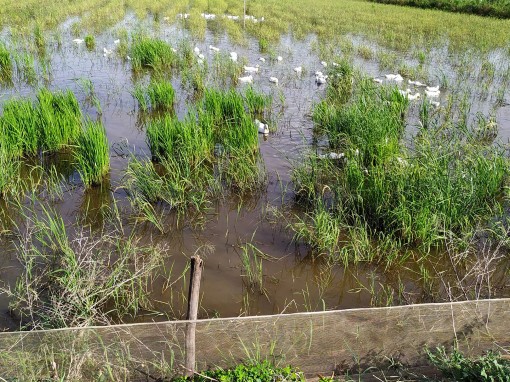 Giá ở mức thấp, nông dân nuôi cá ruộng không còn lời nhiều