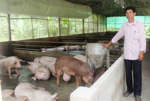 Giá heo hơi không ngừng tăng cao