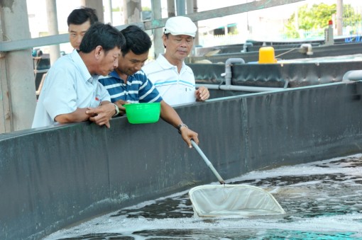 Nuôi tôm siêu thâm canh trong hồ nổi tròn ở Bạc Liêu