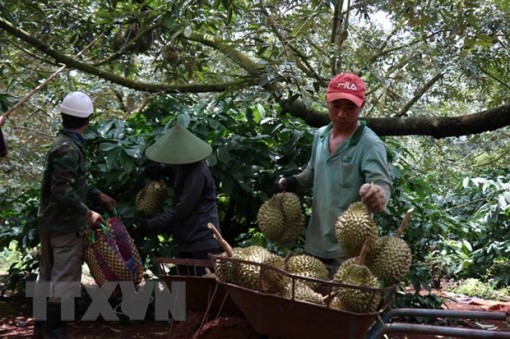 Nông dân Tiền Giang phấn khởi bởi sầu riêng vụ nghịch được giá cao