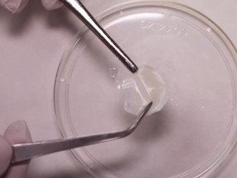 Singapore phát triển công nghệ chế tạo da người trong phòng thí nghiệm