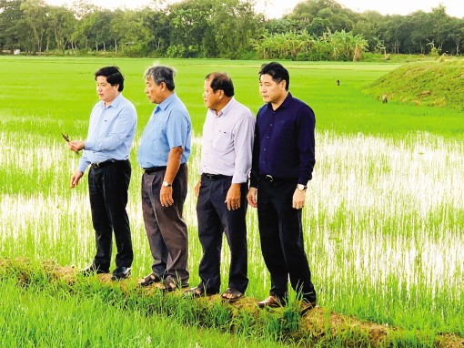 Lúa đông xuân

xuống giống sớm

"né" hạn, mặn