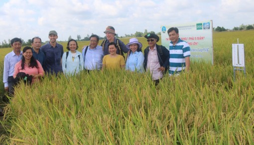 Dự án VNSAT góp phần phát triển chuỗi giá trị lúa gạo bền vững