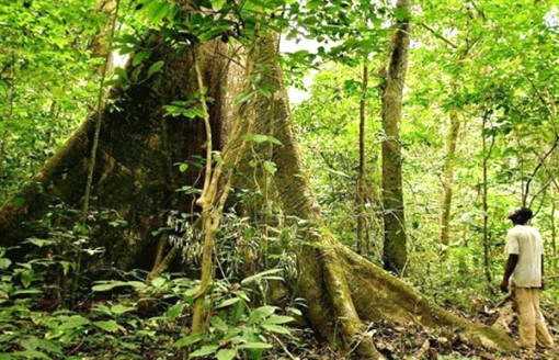 Trả tiền cho nước nghèo để giữ rừng