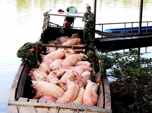 Ngăn chặn heo nhập lậu qua biên giới