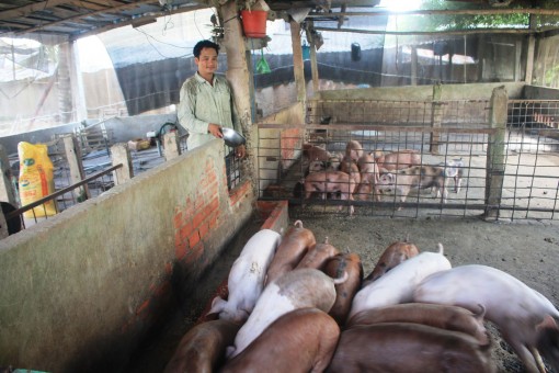 Không nóng vội tái đàn heo