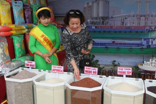 Nâng cao chất lượng lúa gạo, phát triển mô hình “cánh đồng lớn”