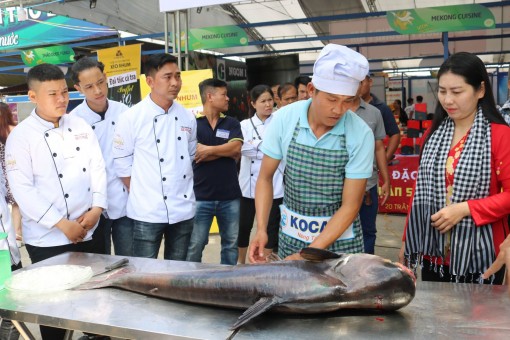 Cá tra nuôi "khổng lồ" có giá lên đến 350.000 đồng/kg