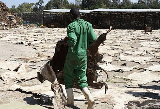 Trung Quốc cần da lừa, người nghèo Đông Phi chịu thiệt