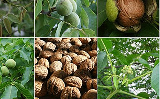 Sức mạnh trị liệu của cây cối