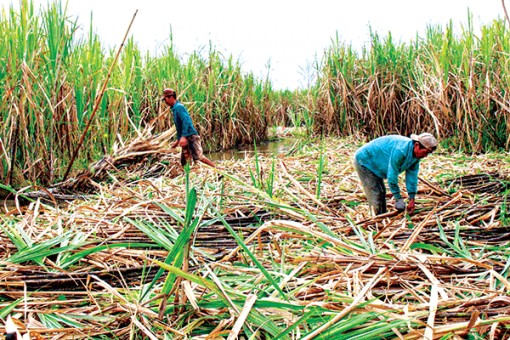 Hướng đi nào để ngành đường phát triển?