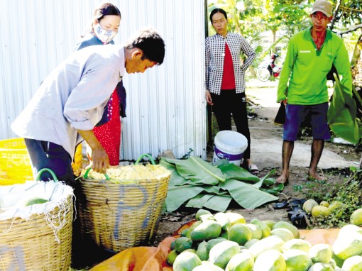 Trái đu đủ rớt giá