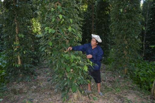 Gò Quao - vùng sản xuất hồ tiêu mới nổi
