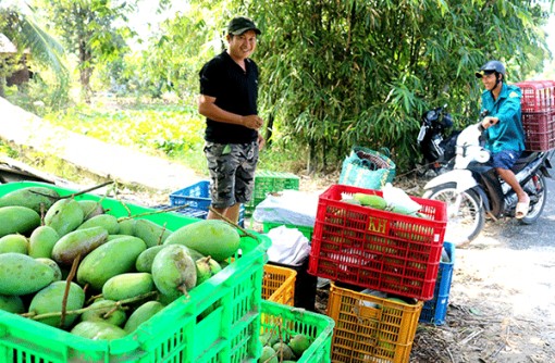 Nhu cầu xuất khẩu cao, giá xoài Đài Loan tăng