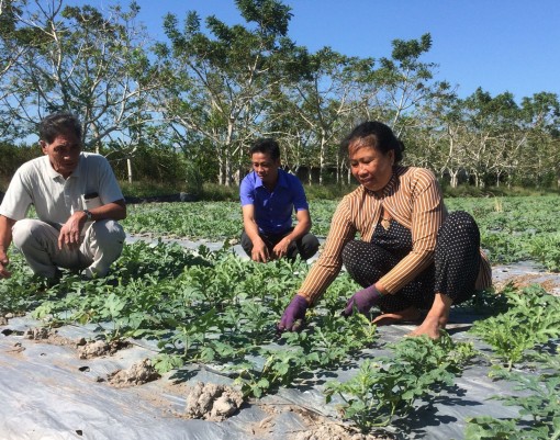 Trồng màu chuyên canh lợi nhuận cao